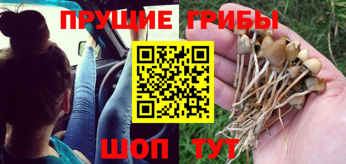 Галлюциногенные грибы Psilocybe Алексин